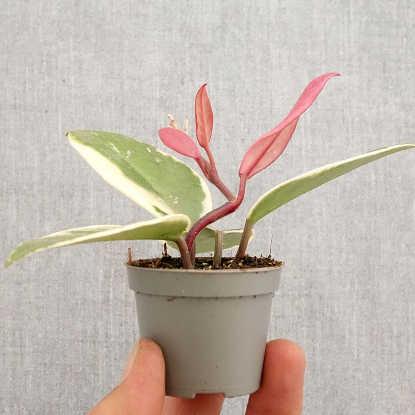Exemplaar van Hoya carnosa Flamingo Dream - Wasbloem Mini-kamerplanten zoals geleverd in de lente
