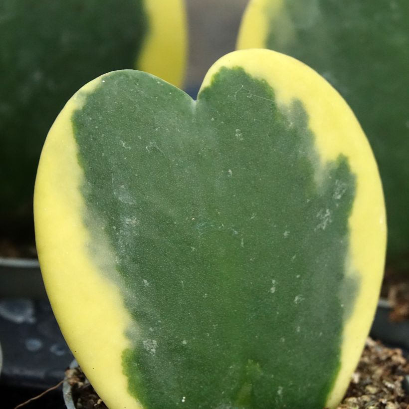 Hoya kerrii Variegata - Hartjesplant (Blad)