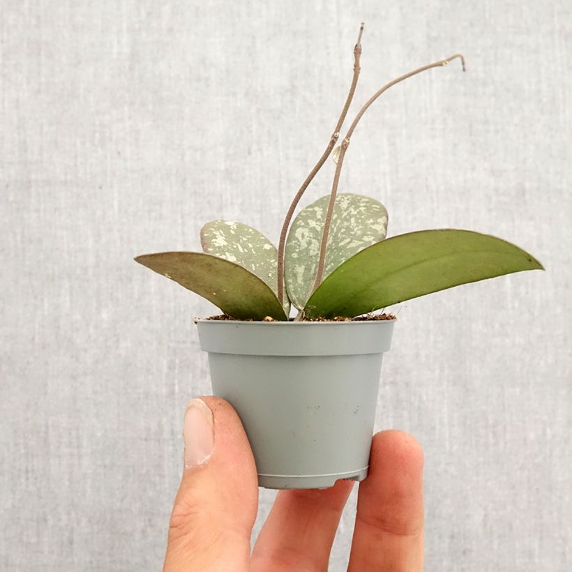 Exemplaar van Hoya sigillatis - Wasbloem Mini-kamerplanten zoals geleverd in de lente