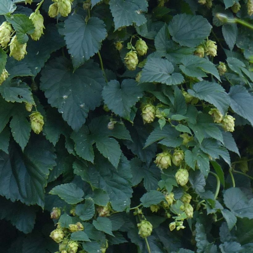Hop - Humulus lupulus (Blad)
