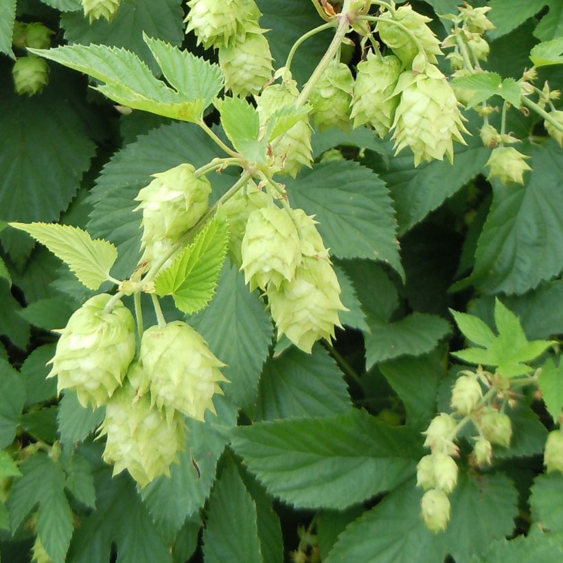 Hop - Humulus lupulus (Bloei)