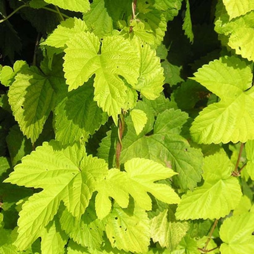 Gouden hop Aureus - Humulus lupulus (Foliage)