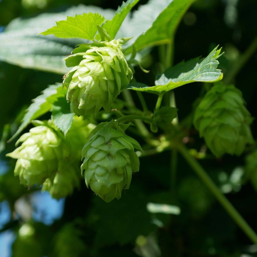 Hop groen Magnum - Humulus lupulus (Bloei)