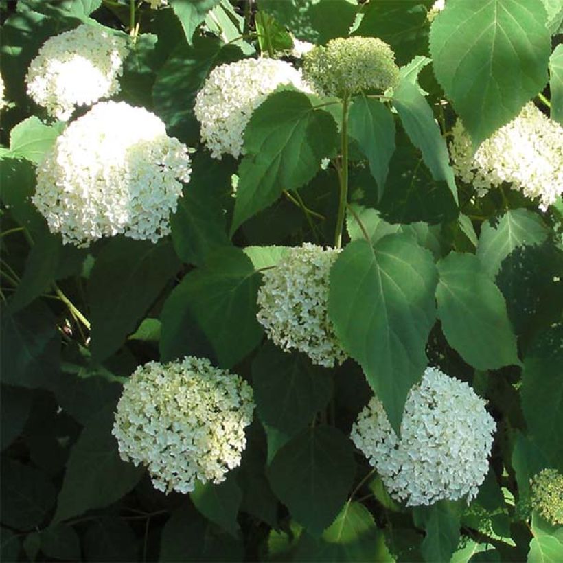 Hydrangea arborescens Annabelle - Sneeuwballenhortensia (Bloei)