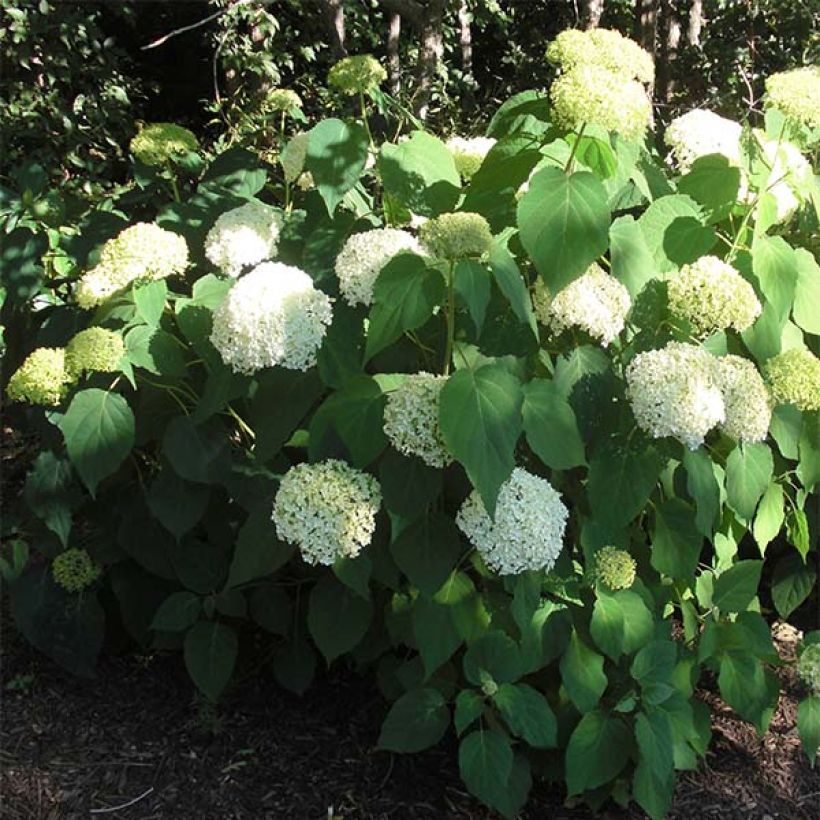 Hydrangea arborescens Annabelle - Sneeuwballenhortensia (Groeiplaats)