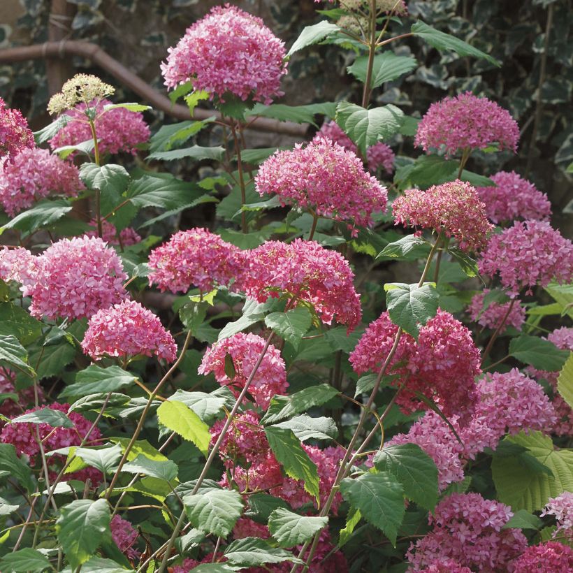 Hydrangea arborescens Bella Anna BIO - Struikhortensia (Groeiplaats)