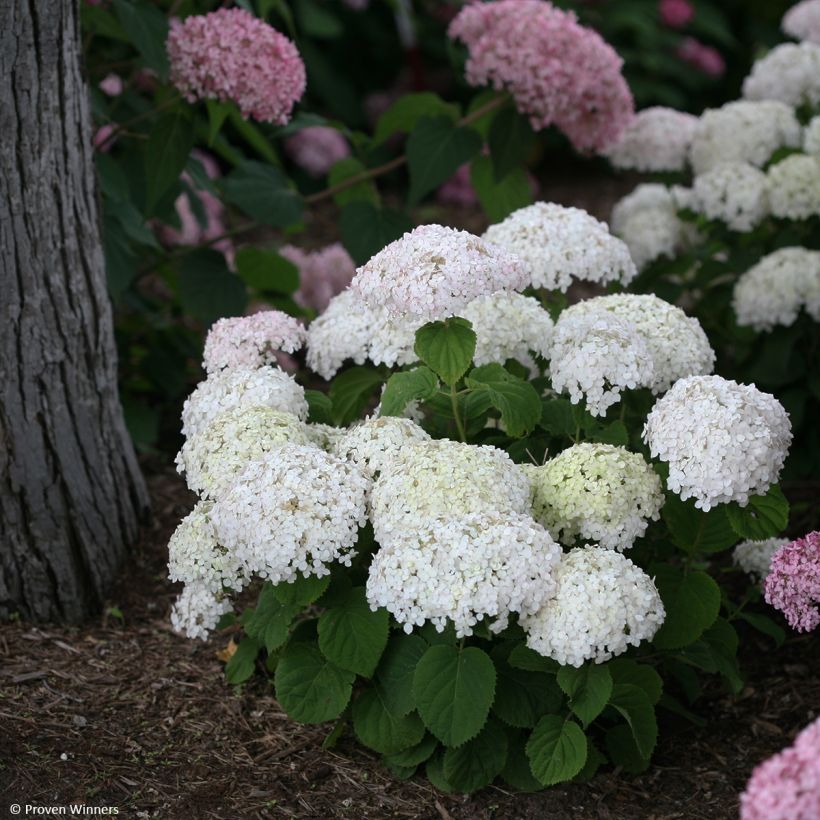 Hydrangea BellaRagazza Blanchetta - Struikhortensia (Groeiplaats)