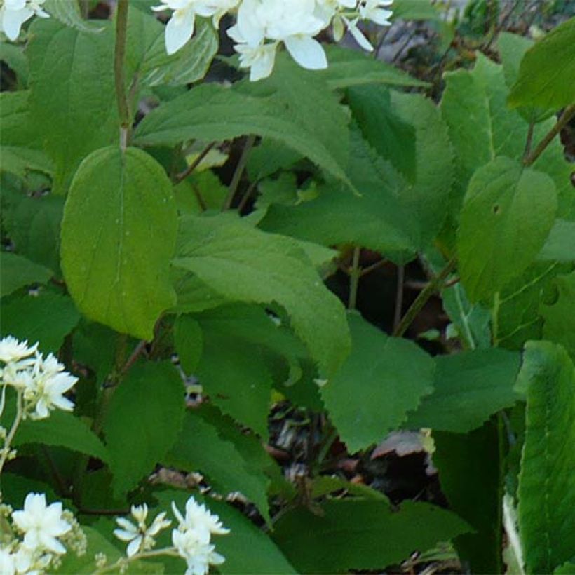 Hydrangea arborescens Hayes Starbust - struikhortensia (Blad)