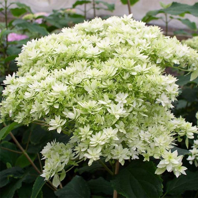 Hydrangea arborescens Hayes Starbust - struikhortensia (Bloei)