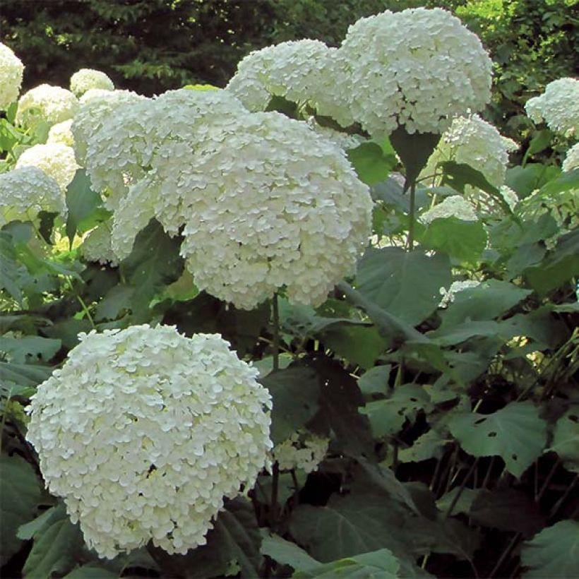 Sneeuwballenhortensia Strong Annabelle Incrediball (Bloei)