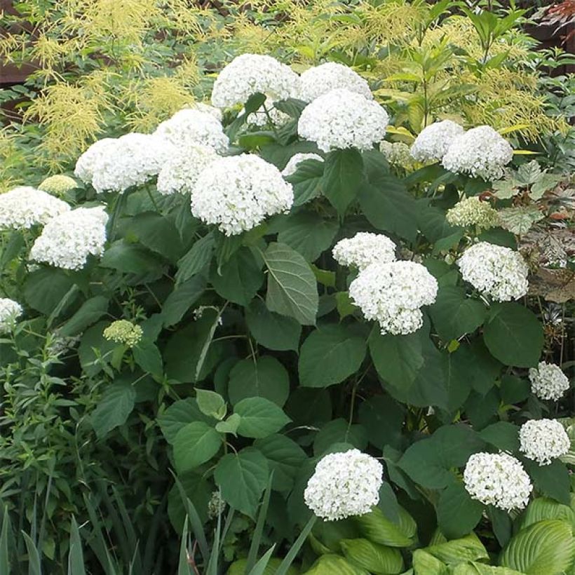 Sneeuwballenhortensia Strong Annabelle Incrediball (Groeiplaats)
