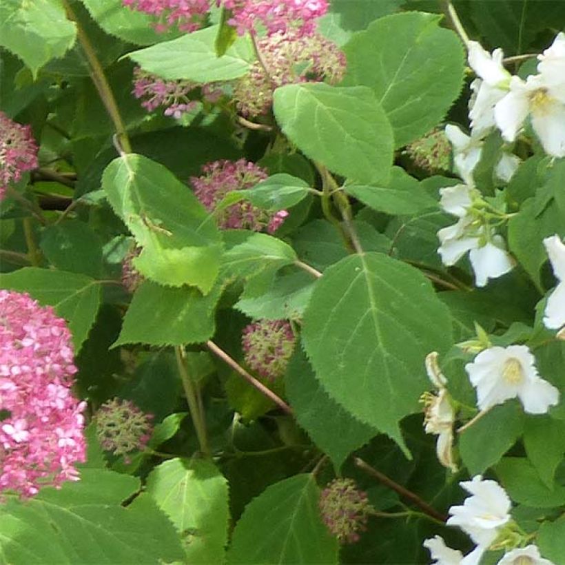 Hydrangea arborescens Pink Annabelle - struikhortensia (Blad)