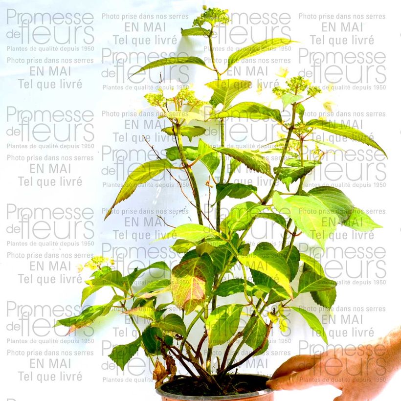 Voorbeeld van een exemplaar van Hydrangea macrophylla Dolce Kiss - Bolhortensia Pot van 2 l/3 l, Struik zoals geleverd