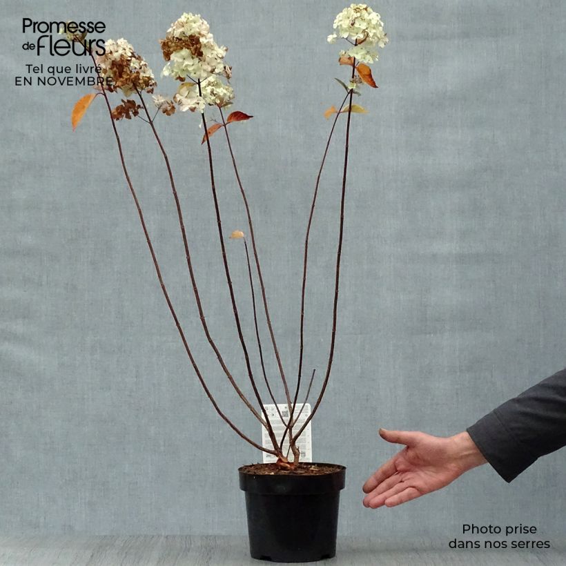 Exemplaar van Hydrangea paniculata Fraise Melba - Pluimhortensia Pot van 3 l/4 l zoals geleverd in de herfst