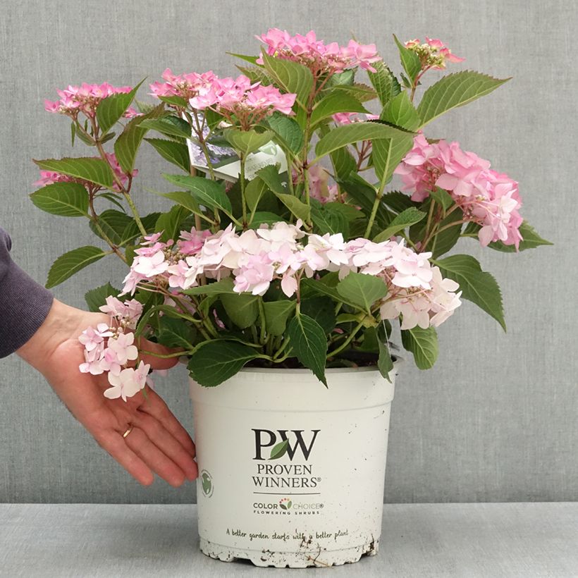 Exemplaar van Hydrangea serrata Frozen Smoothie - Berghortensia Pot van 4 l/5 l zoals geleverd in de zomer