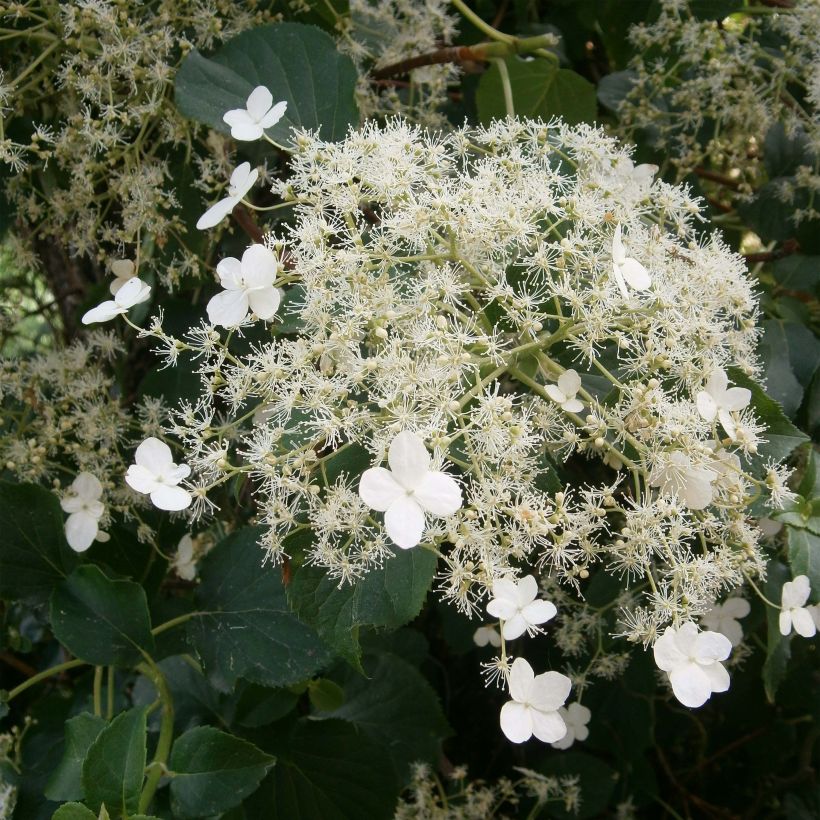 Hydrangea petiolaris - Klimhortensia (Bloei)