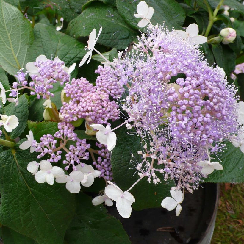 Hydrangea involucrata Late Love - Hortensia (Bloei)