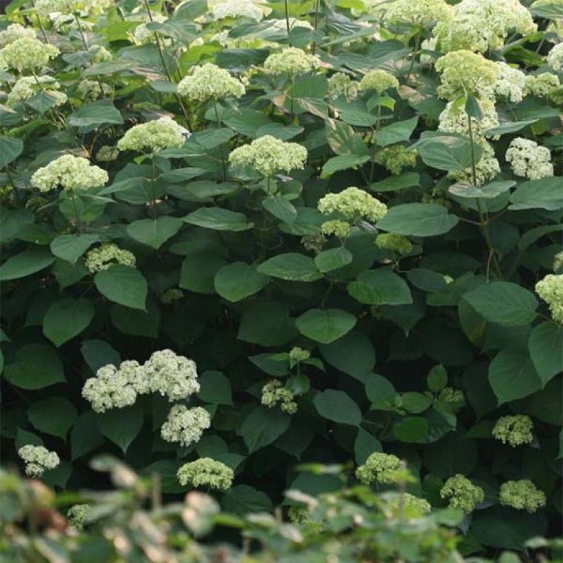 Hydrangea arborescens Lime Rickey bio - struikhortensia (Blad)