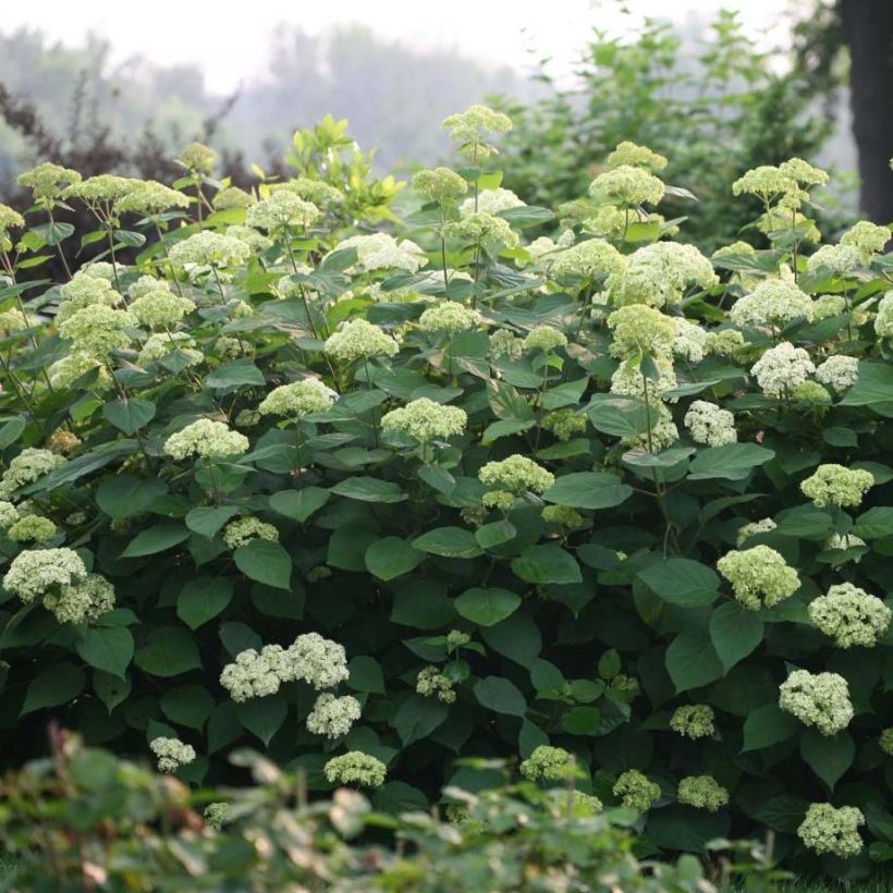 Hydrangea arborescens Lime Rickey bio - struikhortensia (Groeiplaats)