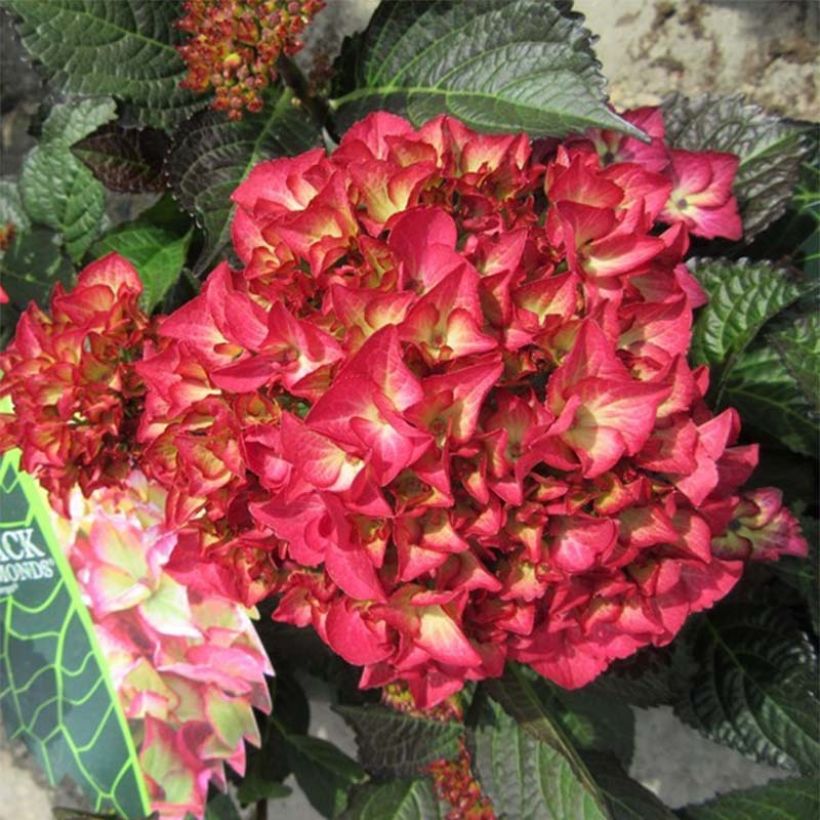 Hydrangea macrophylla Black Diamonds Dark Angel - Bolhortensia (Bloei)