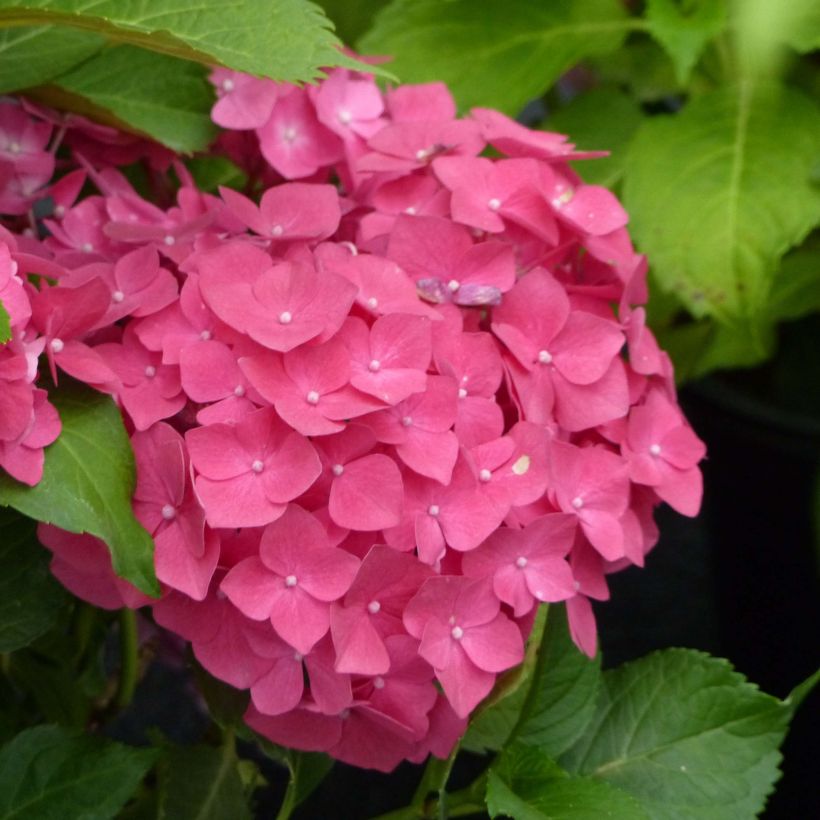 Hydrangea macrophylla Dolce Fragola - Bolhortensia (Bloei)