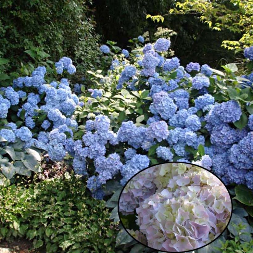 Hydrangea macrophylla Generale Vicomtesse de Vibraye - Bolhortensia (Groeiplaats)