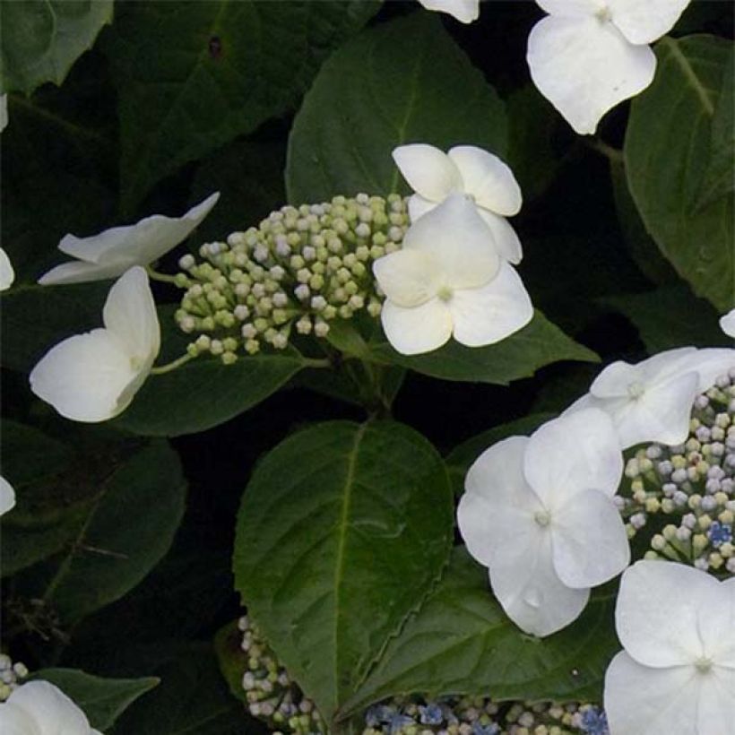 Hydrangea macrophylla Great Star - Bolhortensia wit blauw (Blad)