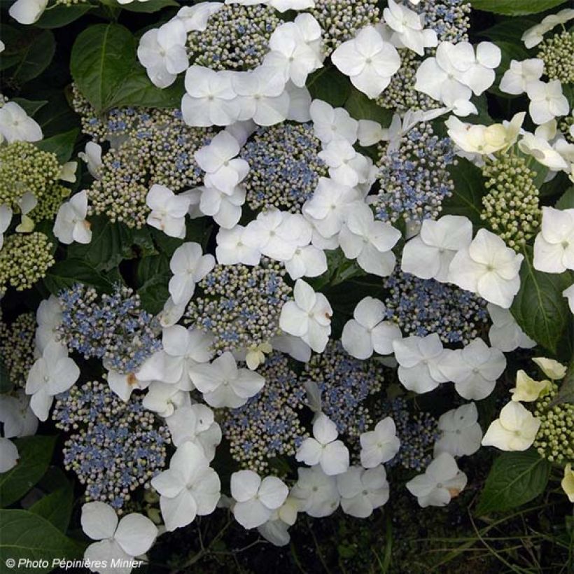 Hydrangea macrophylla Great Star - Bolhortensia wit blauw (Bloei)