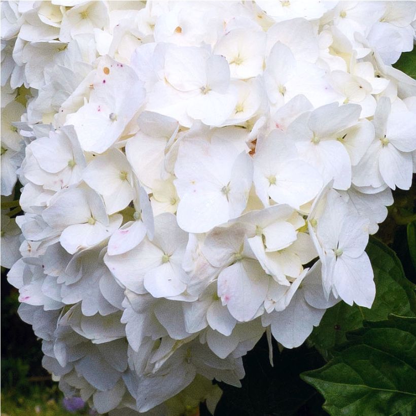 Hydrangea macrophylla Immaculata - Hortensia (Bloei)
