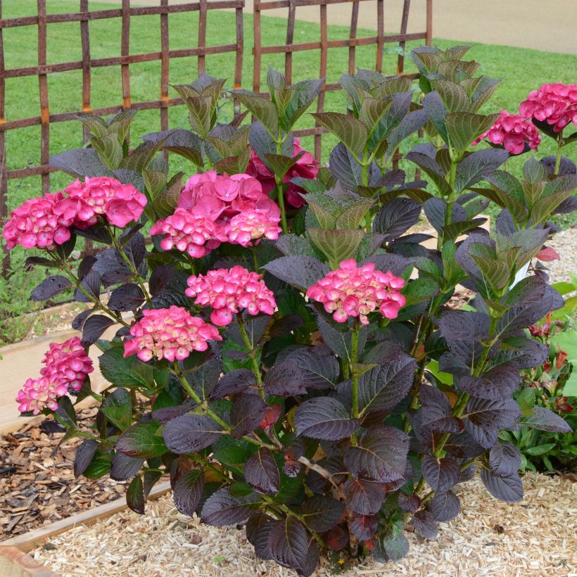 Hydrangea macrophylla Julisa - Bolhortensia (Groeiplaats)