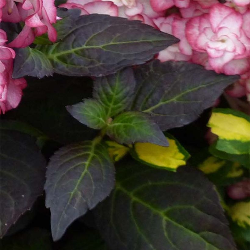 Hydrangea macrophylla Miss Saori - Bolhortensia (Blad)