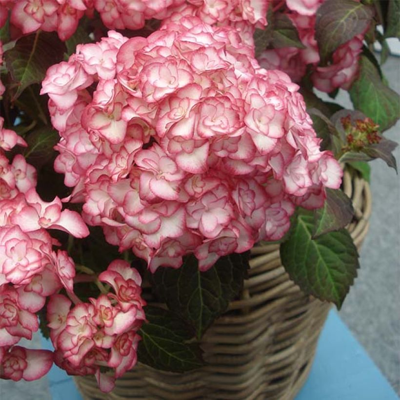 Hydrangea macrophylla Miss Saori - Bolhortensia (Groeiplaats)