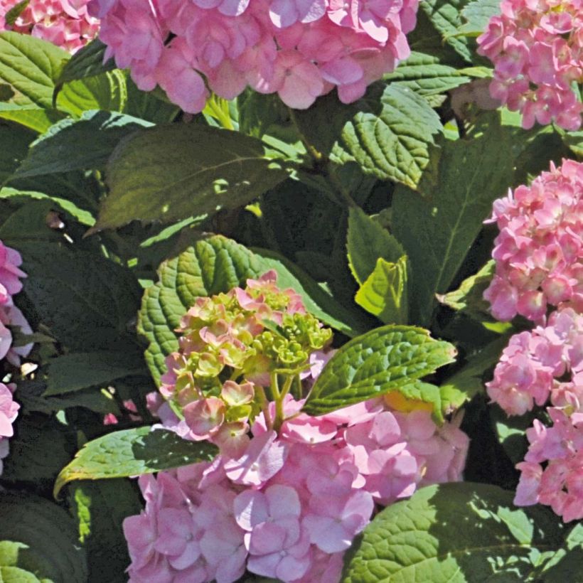 Hydrangea So Long Rosy - Bolhortensia (Blad)