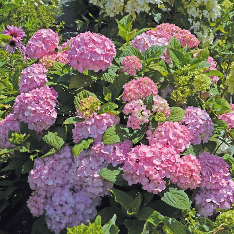 Hydrangea So Long Rosy - Bolhortensia (Groeiplaats)