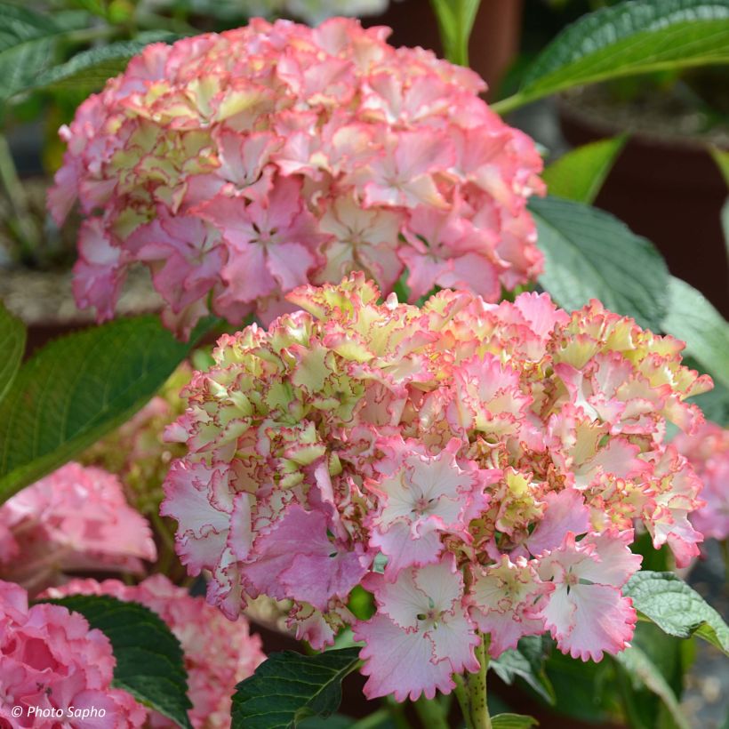Hydrangea macrophylla So Long Sunny - Bolhortensia (Flowering)