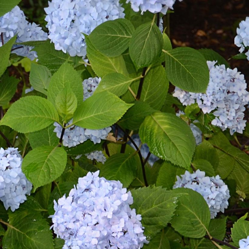 Hydrangea So Long Ebony - Bolhortensia (Blad)