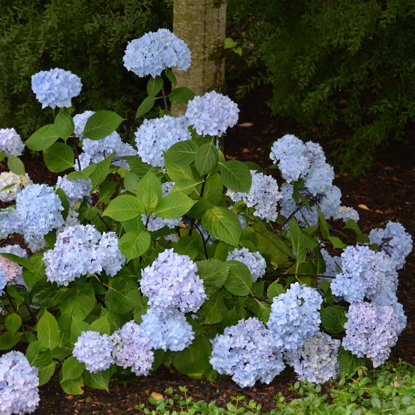Hydrangea So Long Ebony - Bolhortensia (Groeiplaats)