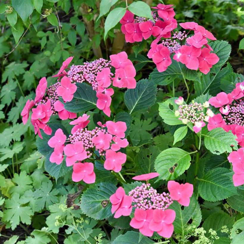 Hydrangea macrophylla Teller Red -  - Schermhortensia (Groeiplaats)