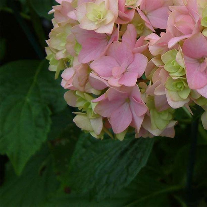 Hydrangea macrophylla You and Me Together - Bolhortensia (Blad)