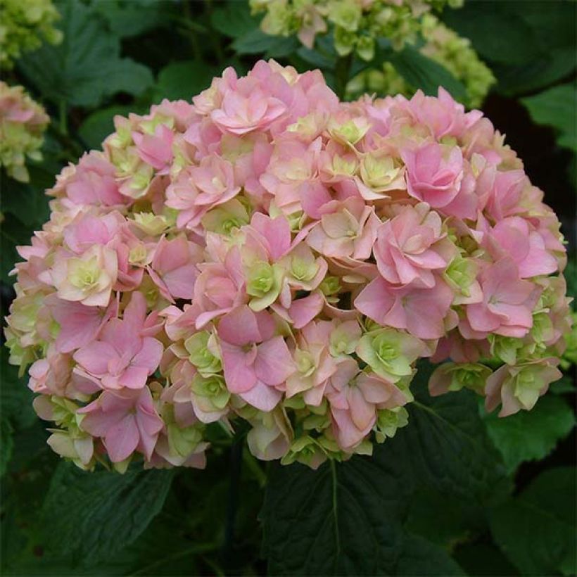 Hydrangea macrophylla You and Me Together - Bolhortensia (Bloei)