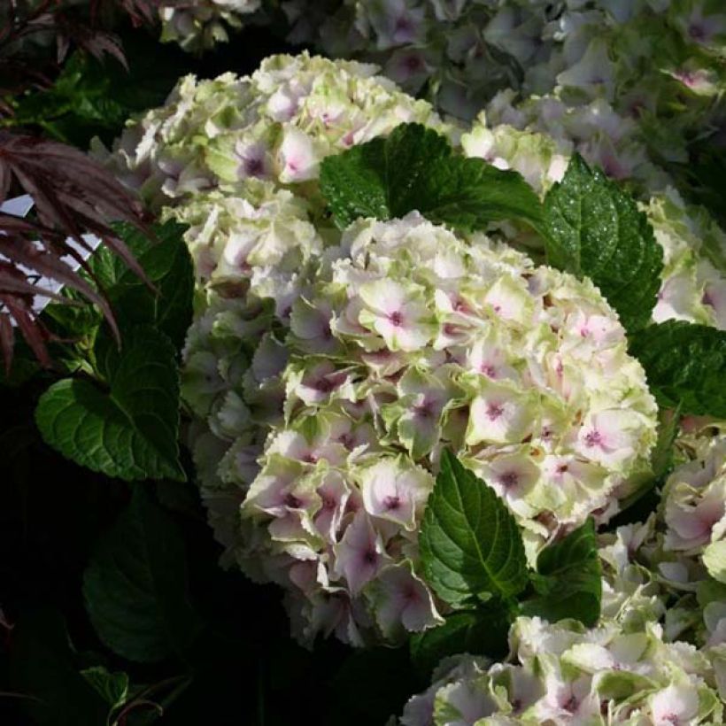 Hydrangea macrophylla Magical Summer Green - Bolhortensia (Bloei)