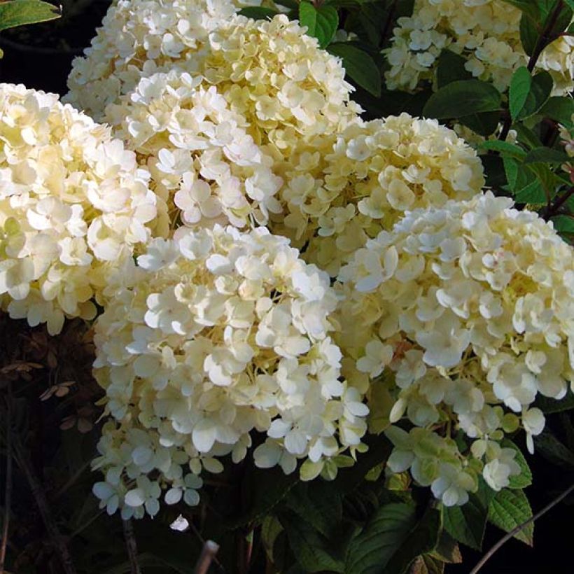 Hydrangea paniculata Bobo - Dwergpluimhortensia (Flowering)