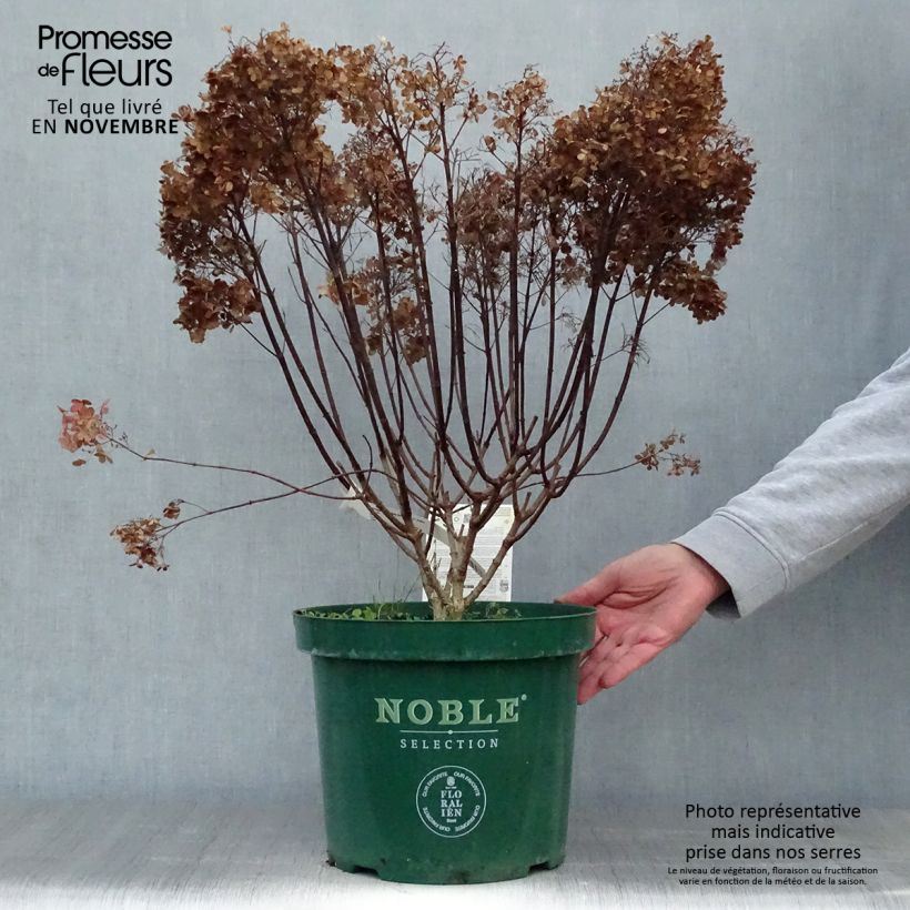 Exemplaar van Hydrangea paniculata Bobo - Dwergpluimhortensia Pot van 6 l/7 l zoals geleverd in de herfst