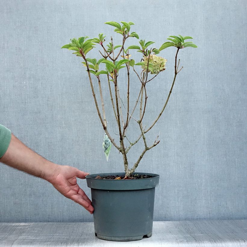 Exemplaar van Hydrangea paniculata Bobo - Dwergpluimhortensia Pot van 6 l/7 l zoals geleverd in de zomer