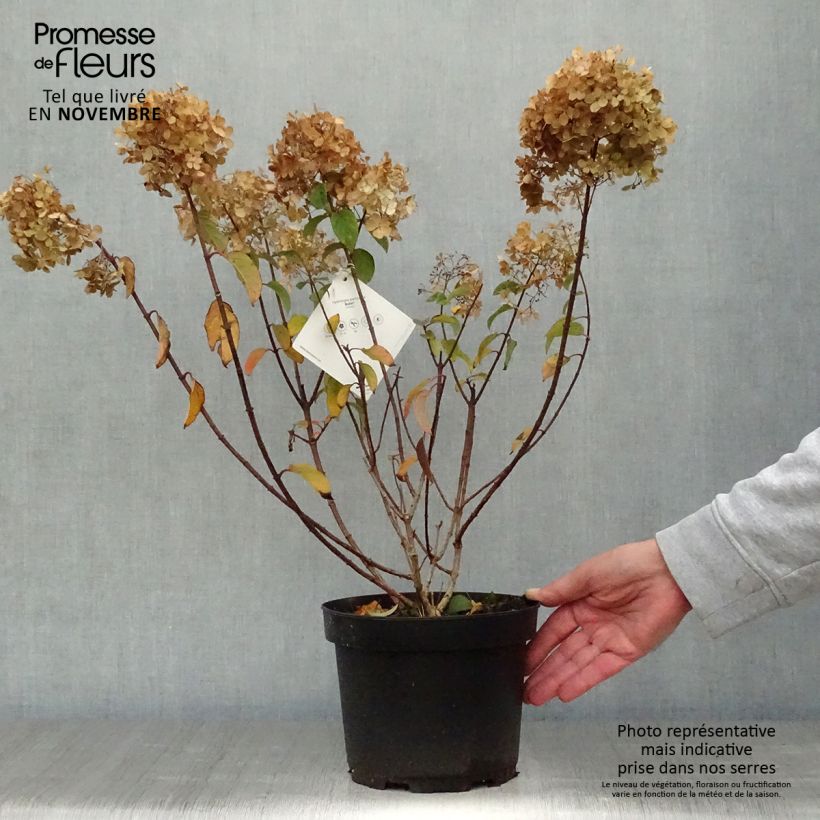 Exemplaar van Hydrangea paniculata Bobo - Dwergpluimhortensia Pot van 3 l/4 l zoals geleverd in de herfst