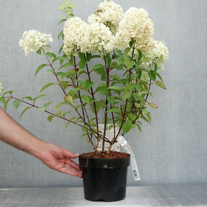 Exemplaar van Hydrangea paniculata Bobo - Dwergpluimhortensia Pot van 3 l/4 l zoals geleverd in de zomer