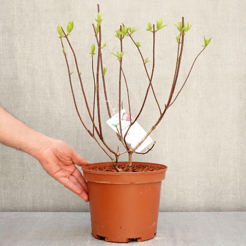 Exemplaar van Hydrangea paniculata Candlelight - Pluimhortensia Pot van 3 l/4 l zoals geleverd in de lente