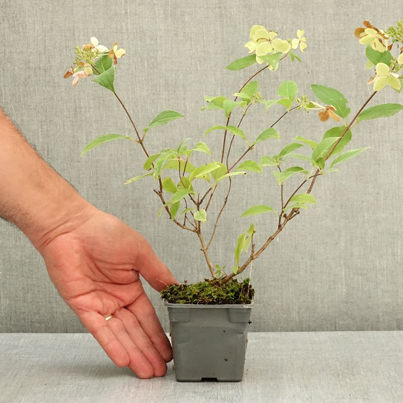 Exemplaar van Hydrangea paniculata Confetti - Pluimhortensia Kweekpotje van 8/9 cm zoals geleverd in de zomer