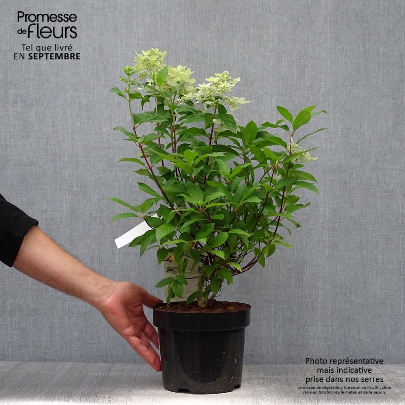Exemplaar van Hydrangea paniculata Confetti - Pluimhortensia Pot van 2 l/3 l zoals geleverd in de herfst