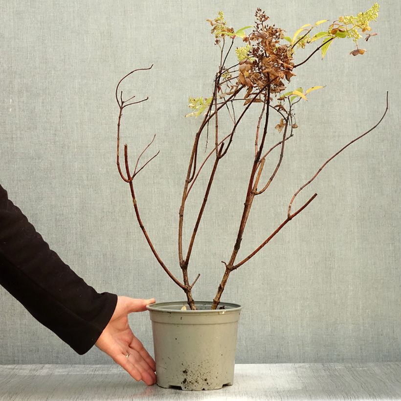 Exemplaar van Hydrangea paniculata Dentelle De Gorron Rencri - Pluimhortensia Pot van 3 l/4 l zoals geleverd in de herfst